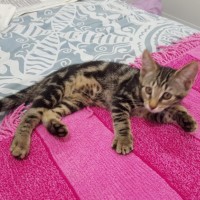 Photo of Fern