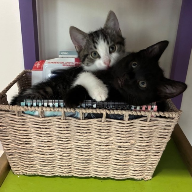 Photo of Eli & Salem   9 Week Old Domestic Short Hair