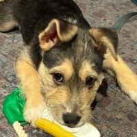 Photo of Chief