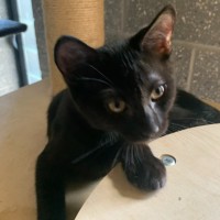 Photo of Kenickie (Nickie)