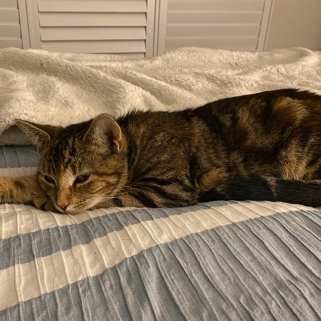 Photo of Scar