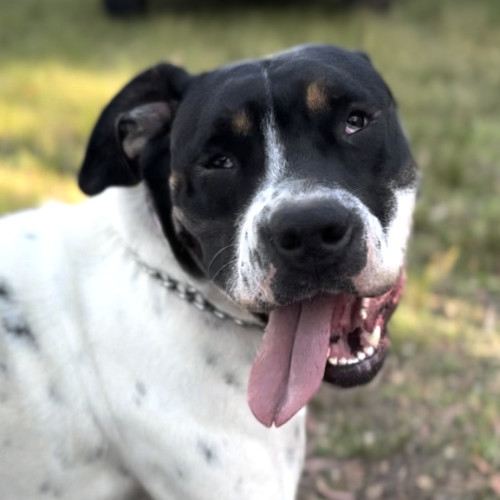 Kylie - Mixed breed Dog