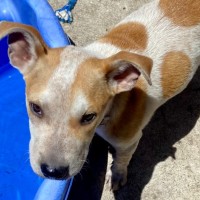 Photo of Pokey