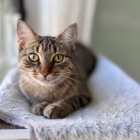 Photo of Saffron