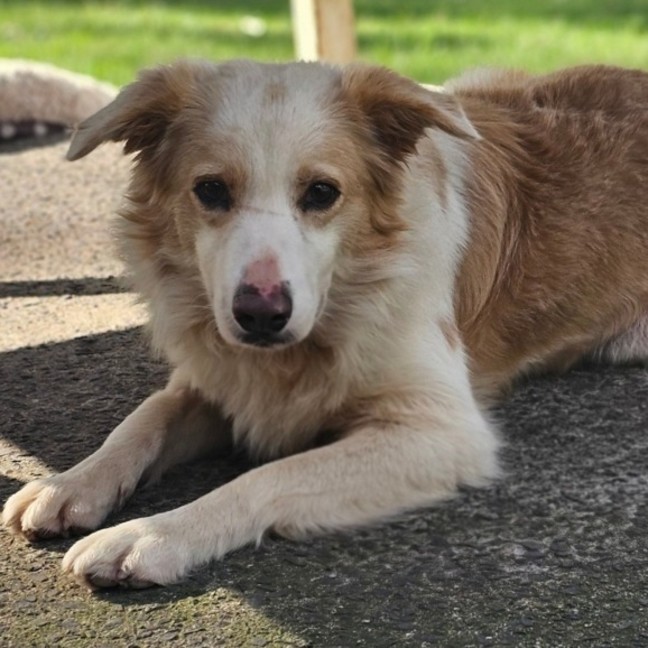 Photo of Jasper
