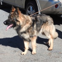 Photo of Tyson