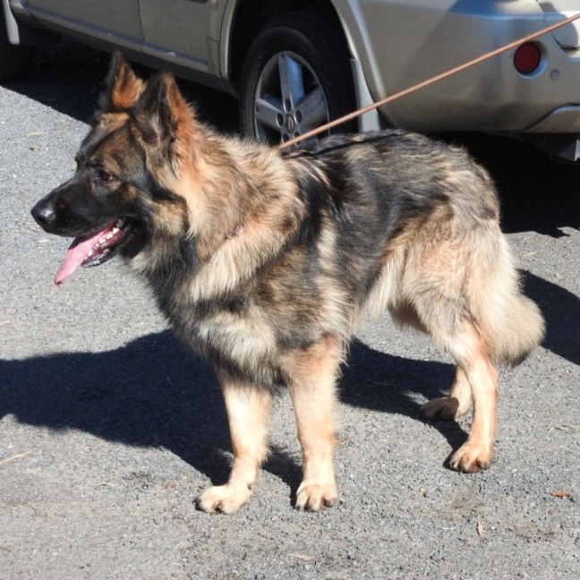 Photo of Tyson