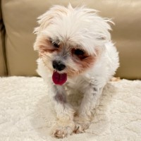 Photo of Bruno