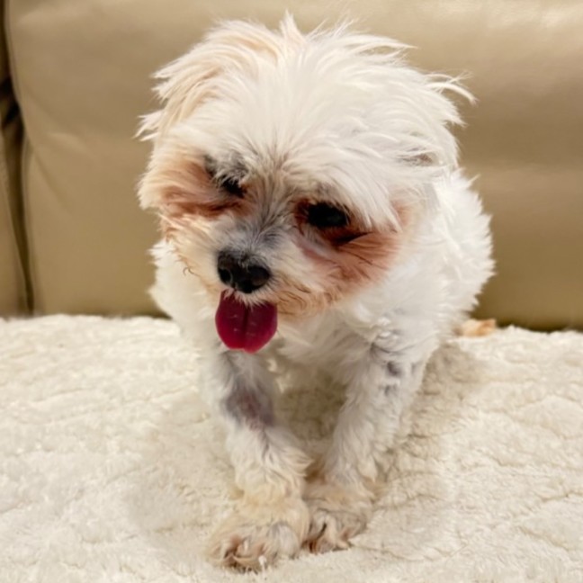 Photo of Bruno