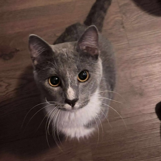 Photo of Mr. Grey 