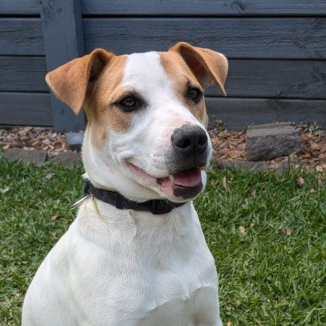 Photo of Harry 🎾🐕 (Assisted Rehome)