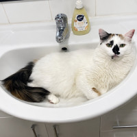Photo of Willow