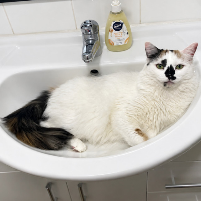 Photo of Willow