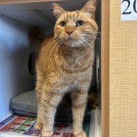 Photo of Link