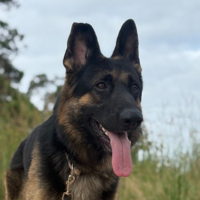 Photo of Tank