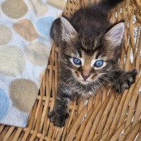 Photo of Echidna (Kid)