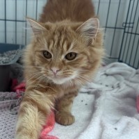 Photo of Marigold
