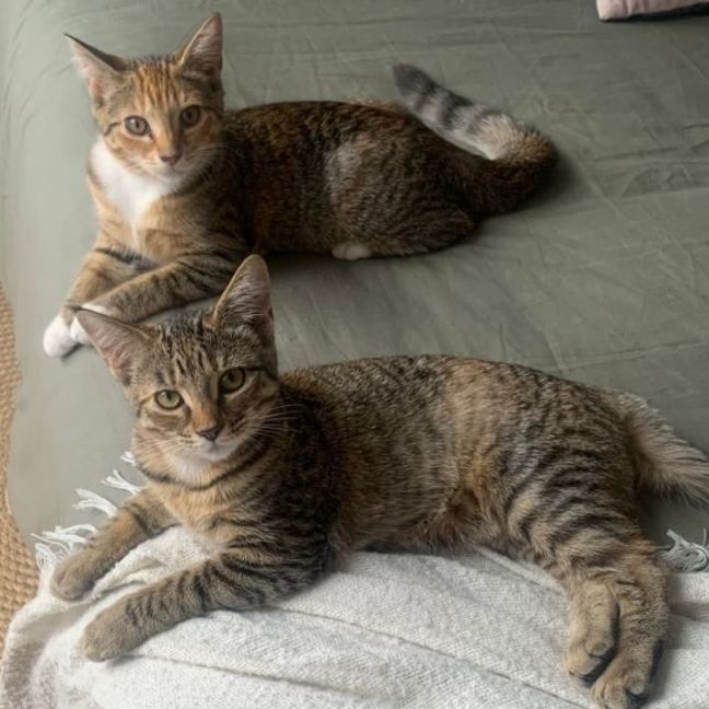 Photo of Sophia & Coco