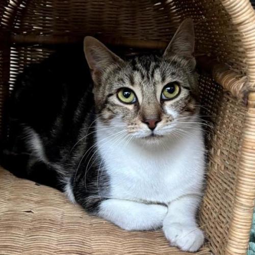 🐭 Georgie 🐭 - Domestic Short Hair (DSH) Cat