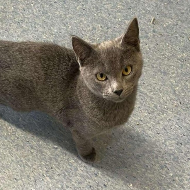 Photo of Forky   Located In Ashburton