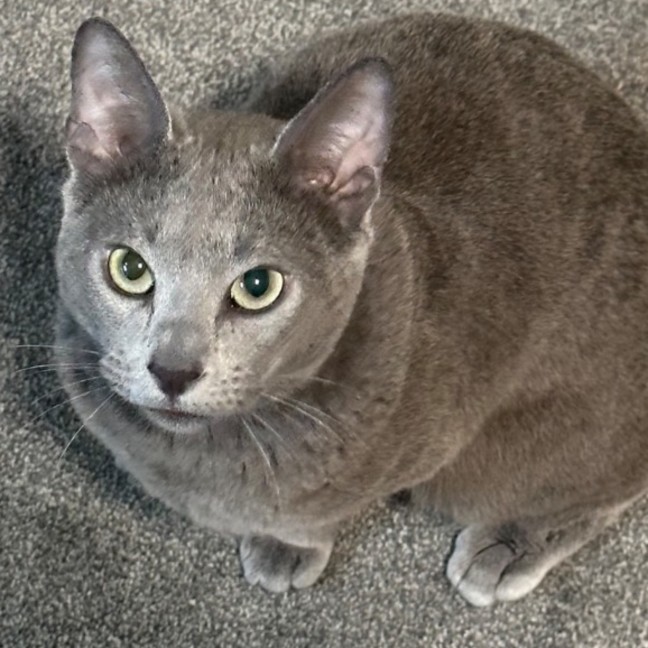 Photo of Nikolai 😻🧵🧶