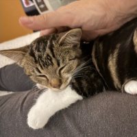 Photo of Frayeno **2nd Chance Cat Rescue**