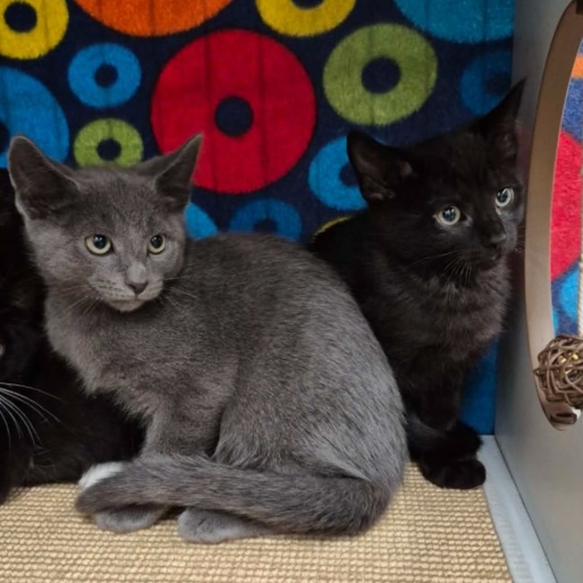 Photo of Eric ** 2nd Chance Cat Rescue **