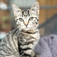 Photo of Sycamore ** 2nd Chance Cat Rescue**