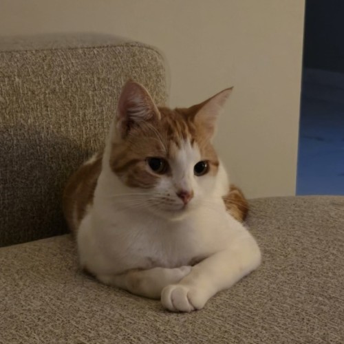 Isla - Domestic Short Hair (DSH) Cat