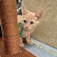 Photo of Chandelier **2nd Chance Cat Rescue**