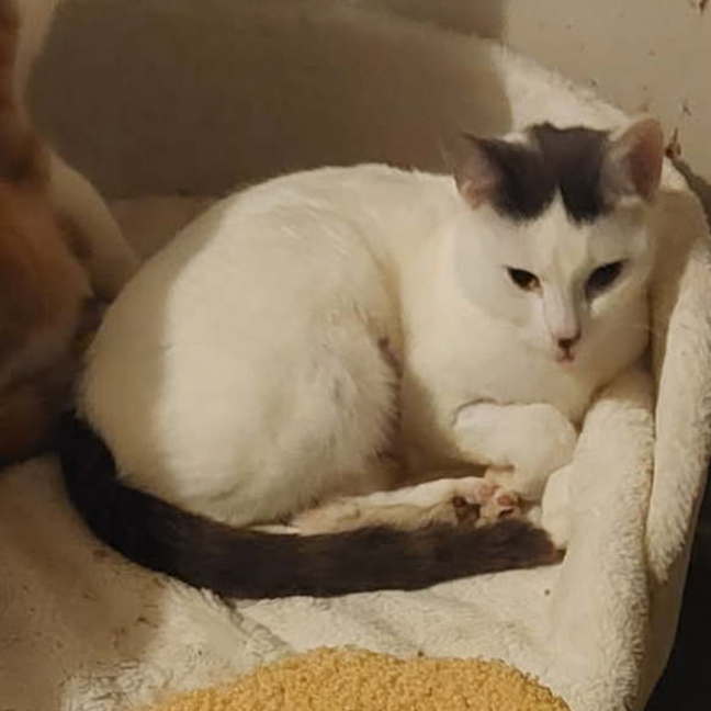 Photo of Miracle 