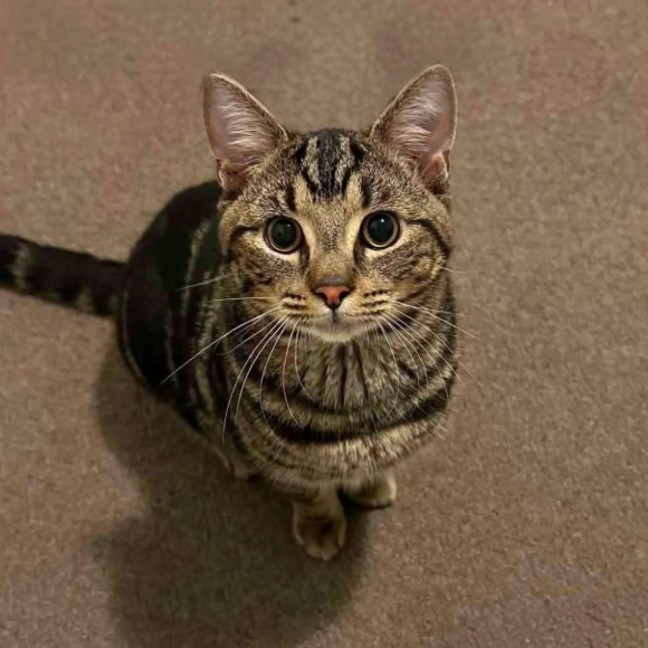 Photo of Loki
