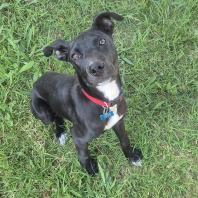 Photo of Cosmo 