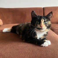 Photo of Polly Pocket