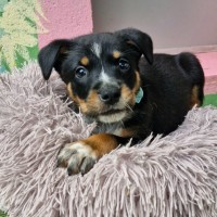 Photo of D1122 Archie