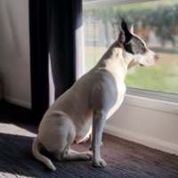 Photo of Buttercup
