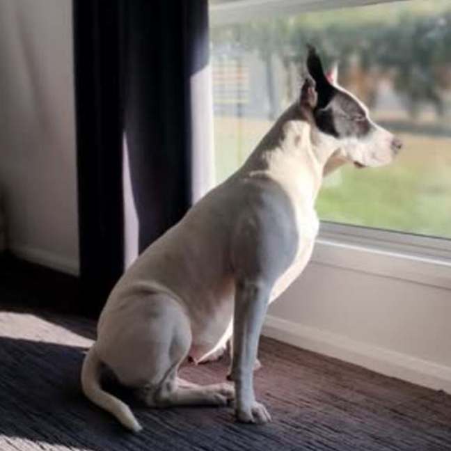 Photo of Buttercup