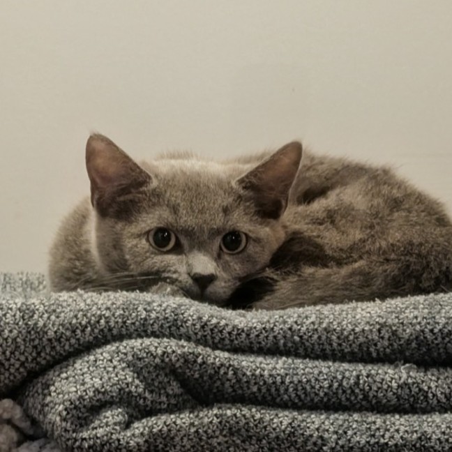 Photo of Katseye
