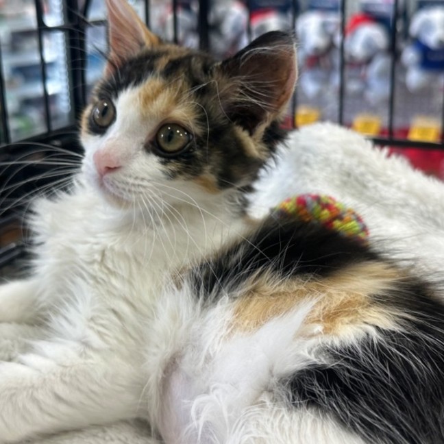 Photo of Cleo 🥰🧶🌸