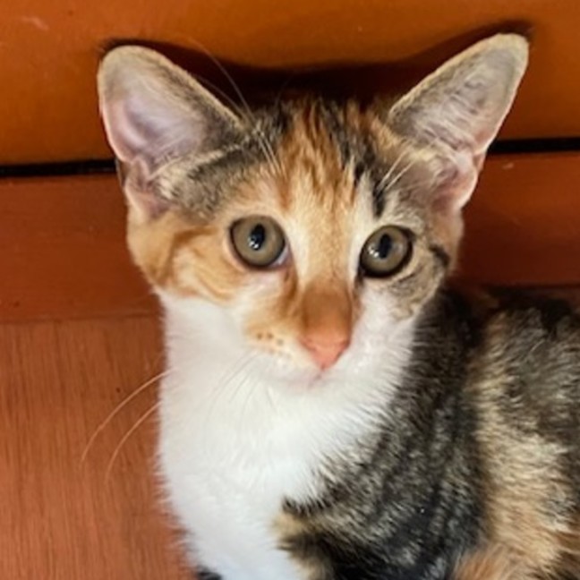 Photo of Praavini