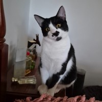 Photo of April**2nd Chance Cat Rescue**