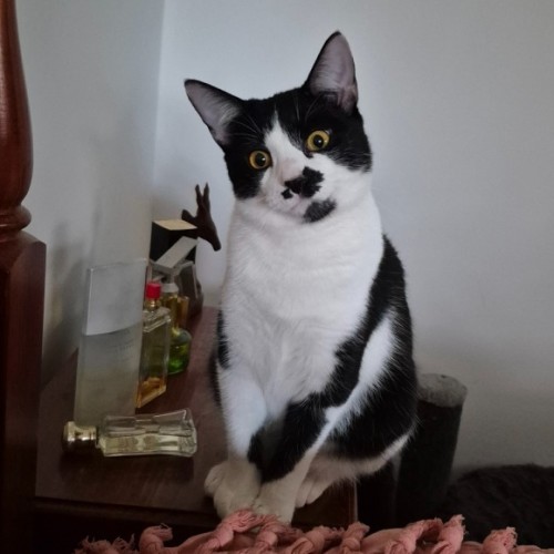 April**2nd Chance Cat Rescue** - Domestic Short Hair (DSH) Cat
