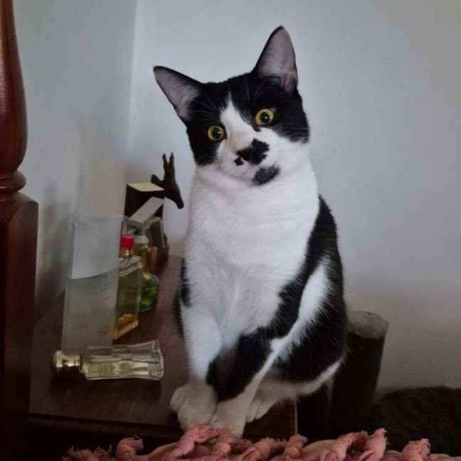 Photo of April**2nd Chance Cat Rescue**