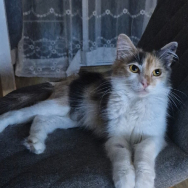 Photo of Willow