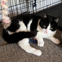 Photo of Felix   Can Transport To You