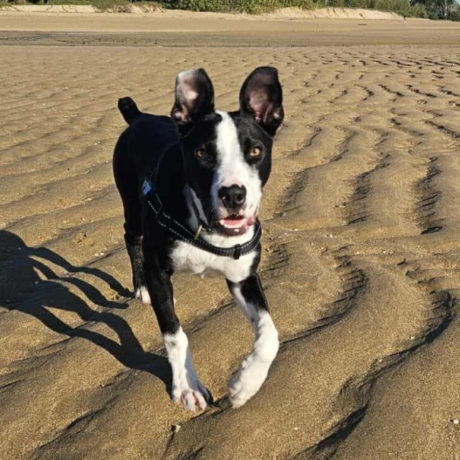 Photo of Rugby