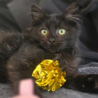 Photo of Meowcolm 