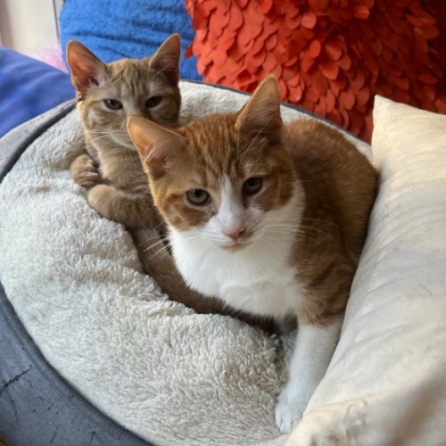 Brussel - Domestic Short Hair (DSH) Cat