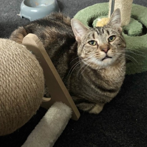 Memphis - Domestic Short Hair (DSH) Cat