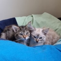 Photo of Waffle